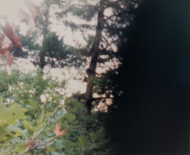 'Blurry image of trees, with an ominous darkness obscuring the right side of the frame.'