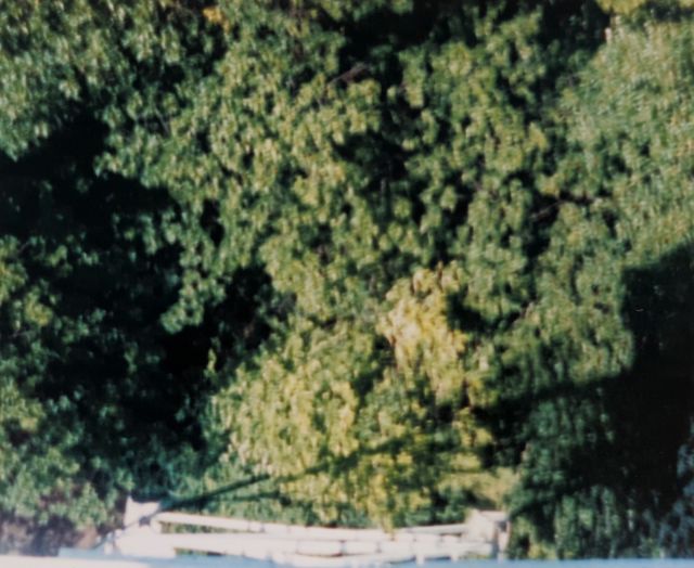'A field of trees viewed from above, with partial view of the observation tower itself.'