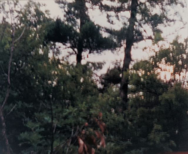 'Blurry image of trees, with water visible in the background.'